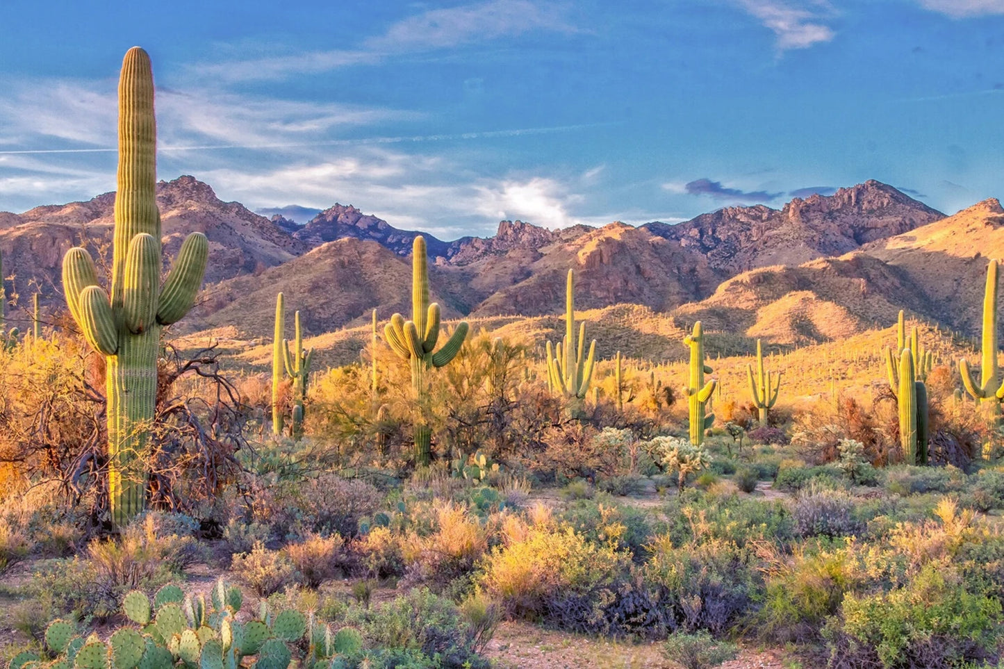 DCS-002 Saguaro National Park 16x 24" Panel