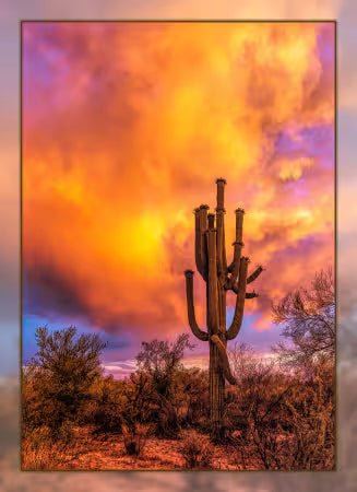 DCS-004 Saguaro Sunset 16x22" Panel